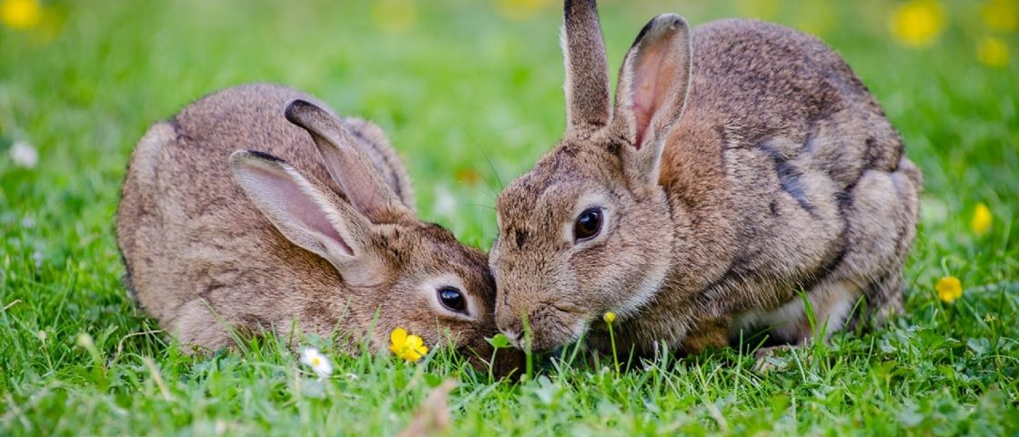 coelhos marrons no gramado verde